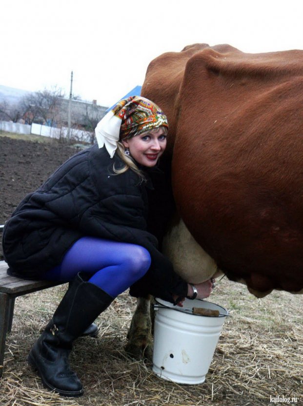 Девушка доит корову