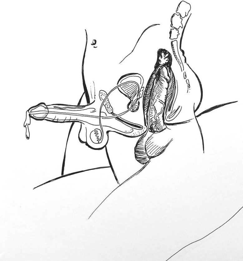 Пенис во влагалище в разрезе