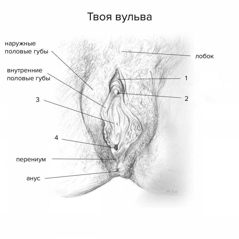 Женская промежность анатомия
