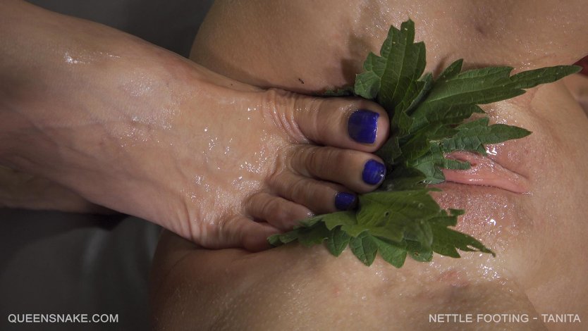 Квинснейк крапива бдсм